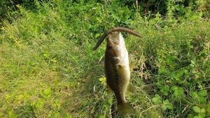 Largemouth Bass