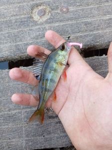 European Perch