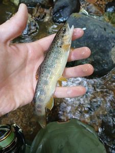Brown Trout