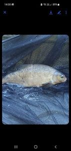 Common Bream