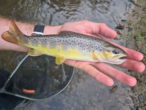 Brown Trout