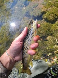 Brown Trout
