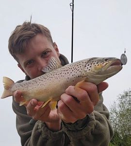 Brown Trout