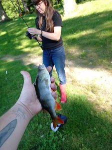 European Perch