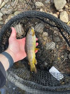Brown Trout
