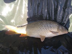 Common Carp