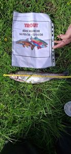 Rainbow Trout