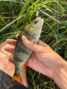 European Perch