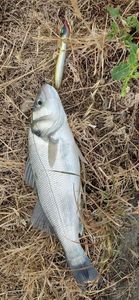 European Bass (Seabass)