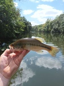 Largemouth Bass