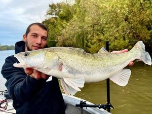 Zander