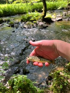 Brown Trout