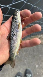 Brown Trout