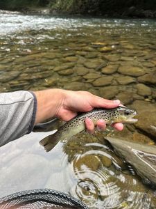 Brown Trout