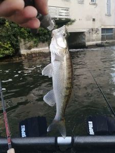 Zander