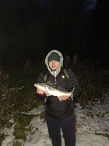 Zander