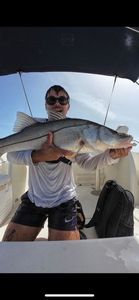 Common Snook