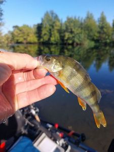 European Perch