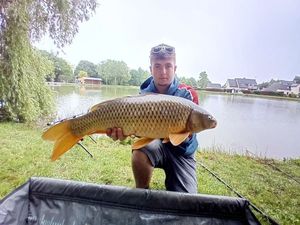 Common Carp