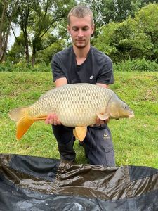 Common Carp