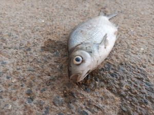 Blue Bream