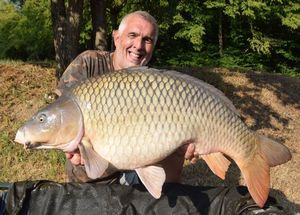 Common Carp