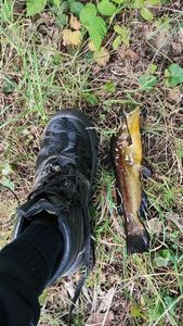 Black Bullhead