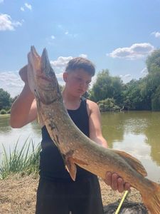 Northern Pike