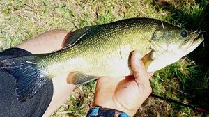 Largemouth Bass