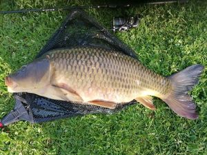 Common Carp