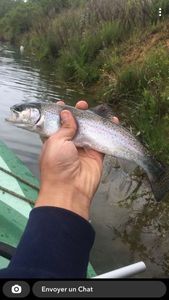 Rainbow Trout