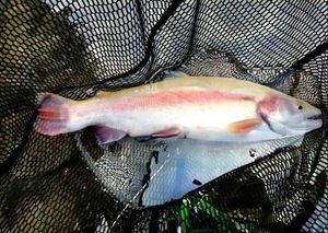 Rainbow Trout