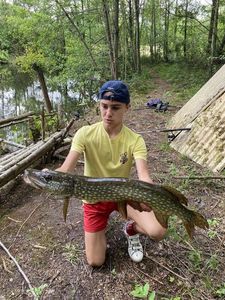 Northern Pike