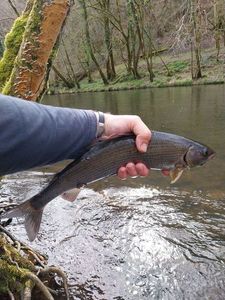 Grayling