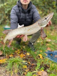 Northern Pike