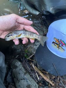 Brown Trout