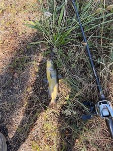 Black Bullhead