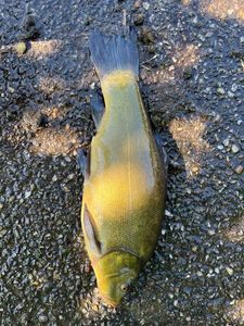 Tench