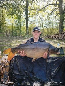 Mirror Carp