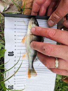 European Perch