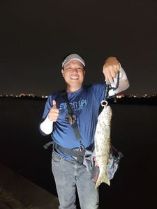 Flathead Grey Mullet