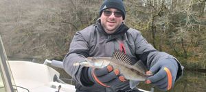 Zander