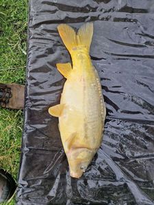 Mirror Carp