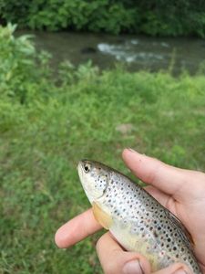 Brown Trout
