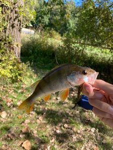 European Perch