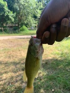 Largemouth Bass