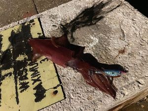 European Squid