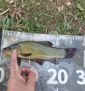 Tench