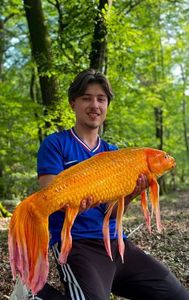 Koï Fish