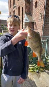 European Perch